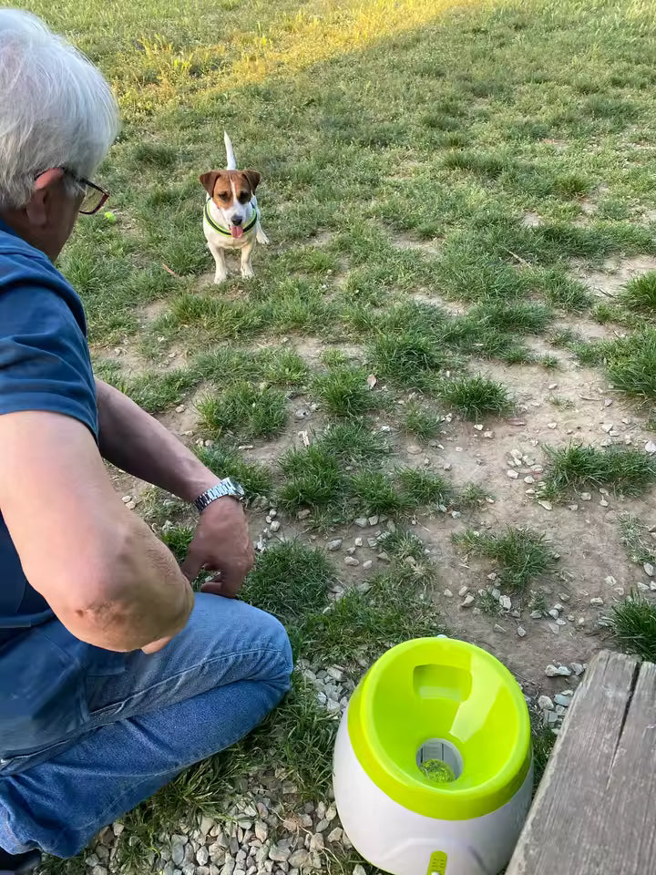 Dog playing the launcher behind an owner on a laptop