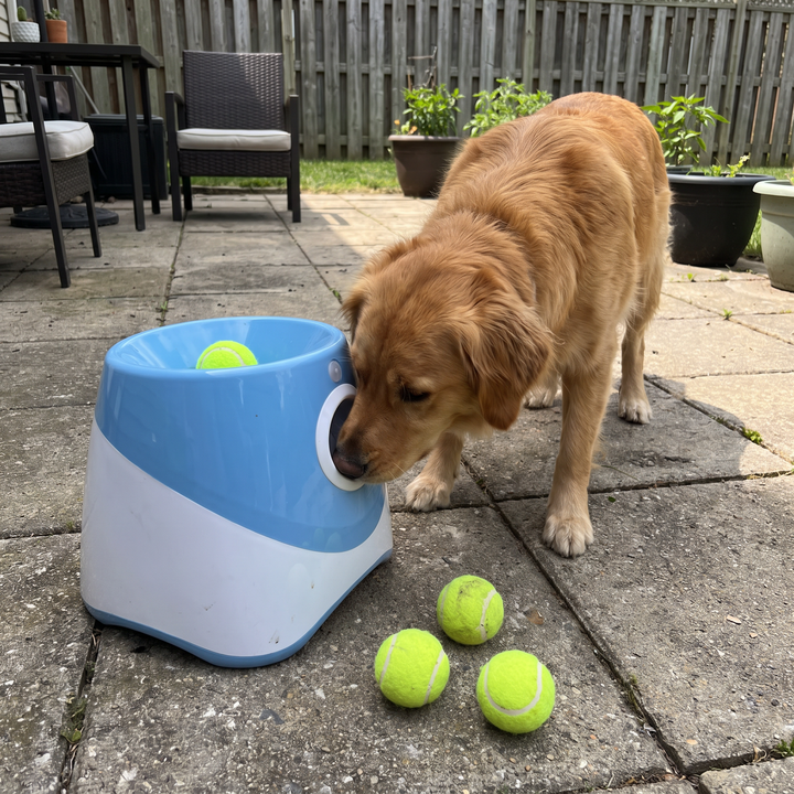 Two dogs waiting their turn at the launcher